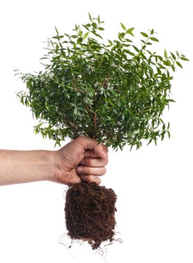 Erkek el ve küçük yeşil ağaç