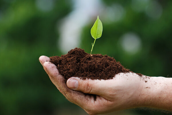 Male hands with a green sprout