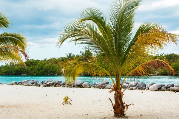 Prachtige palm op het strand — Stockfoto