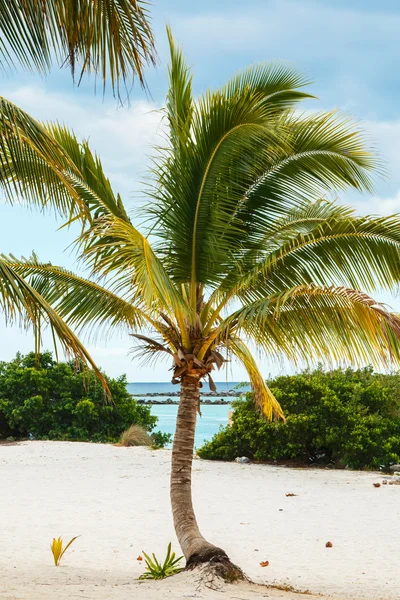 Prachtige palm op het strand — Stockfoto