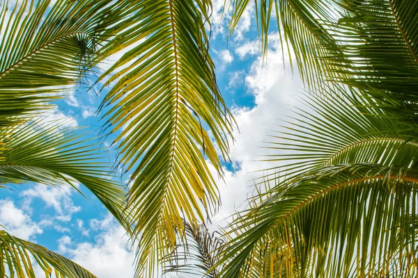 Palm verlaat op blauwe hemelachtergrond — Stockfoto