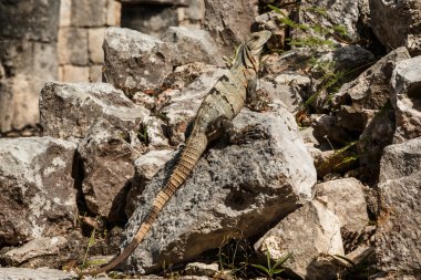 siyah dikenli kuyruklu iguana