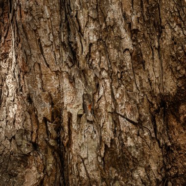 Bark of tree texture clipart