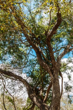 Gökyüzüne karşı uzun yeşil ağaç
