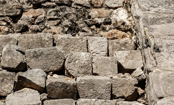 Nascondersi lucertola tra le rovine . — Foto Stock