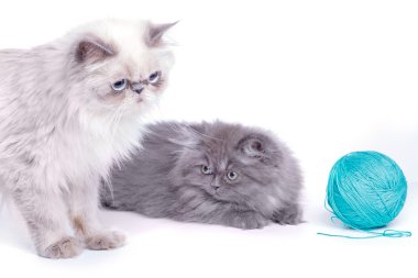 Kedi ve yavru kedi arka plan üzerinde