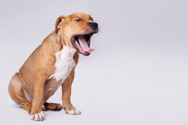 şirin staffordshire terrier yavrusu