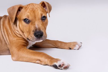 şirin staffordshire terrier yavrusu