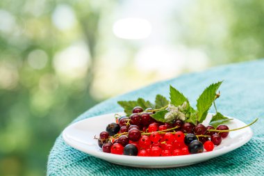 siyah ve kırmızı kuş üzümü 