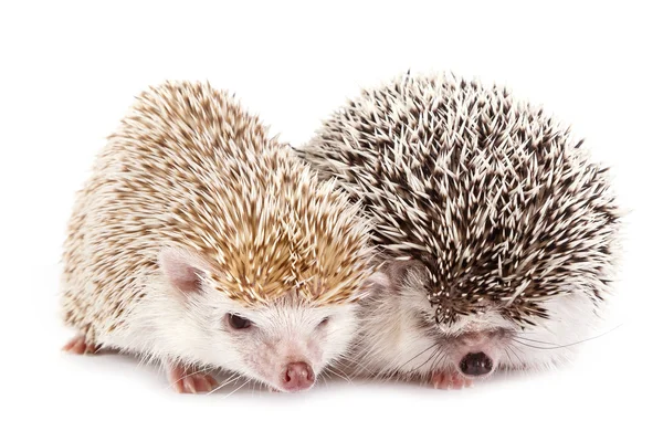 African hedgehogs on  background — Stock Photo, Image