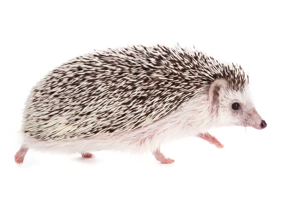 African hedgehog on background — Stock Photo, Image