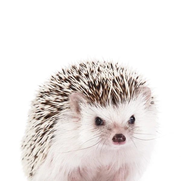 African hedgehog on background — Stock Photo, Image