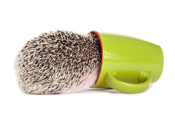 African hedgehog and green cup — Stock Photo, Image