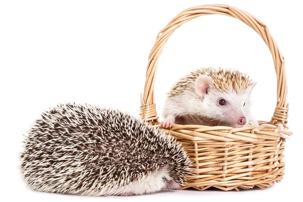 African hedgehogs in the basket — Stock Photo, Image