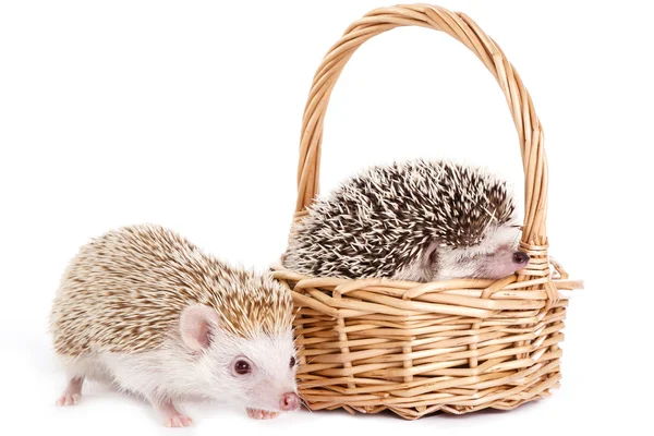 African hedgehogs in the basket — Stock Photo, Image