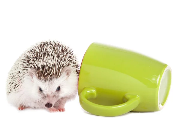 African hedgehog and green cup — Stock Photo, Image