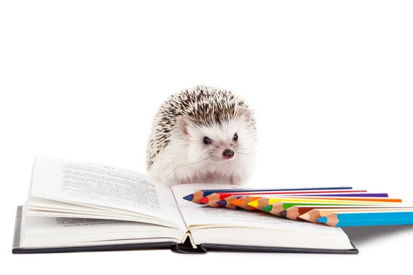 African hedgehog and book — Stock Photo, Image