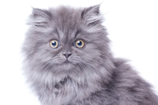 Cute little kitten — Stock Photo, Image