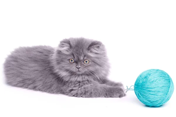 Cute little kitten and ball of yarn — Stock Photo, Image