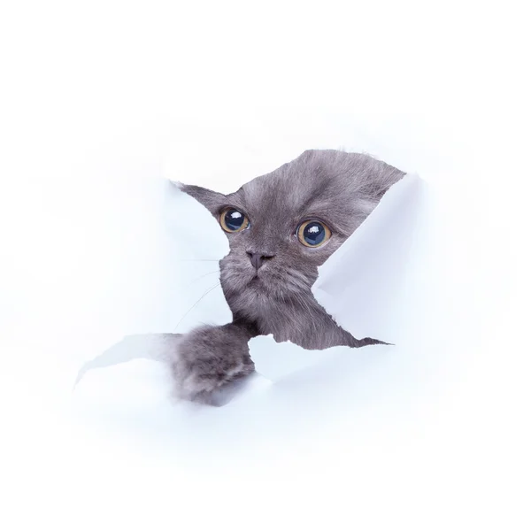 Kitten uitkijkt uit gat — Stockfoto