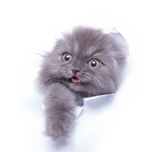 Kitten uitkijkt uit gat — Stockfoto