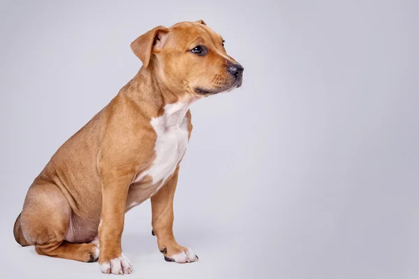 Niedlicher Staffordshire Terrier Welpe — Stockfoto