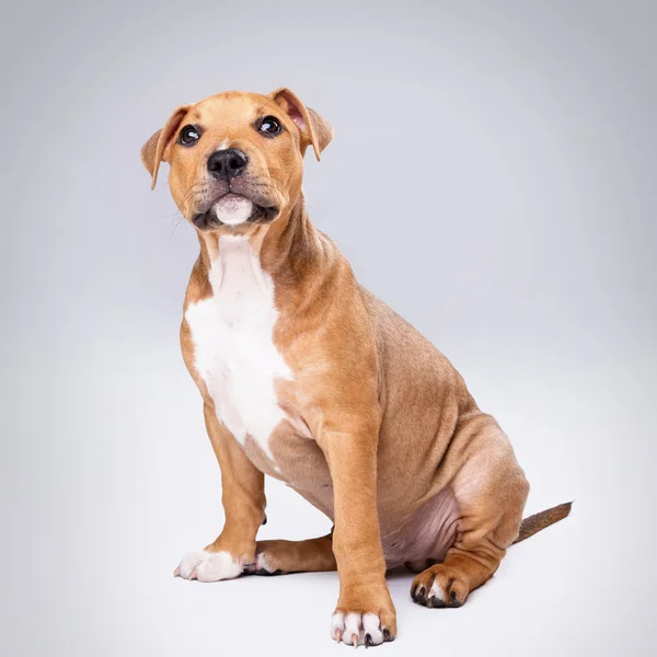 Niedlicher Staffordshire Terrier Welpe — Stockfoto