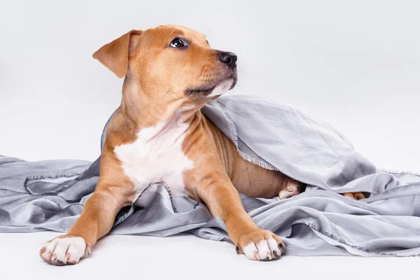 Staffordshire Terrier Welpen — Stockfoto