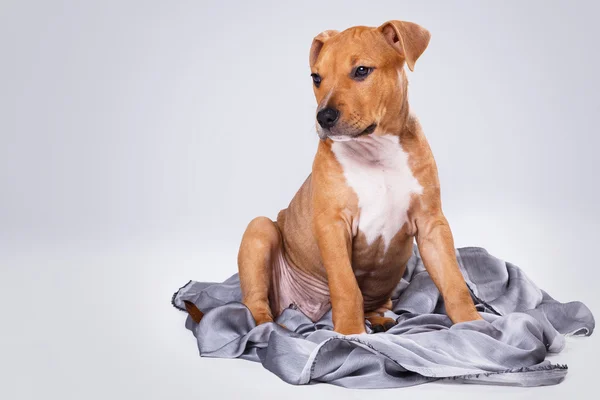 Staffordshire Terrier Welpen — Stockfoto