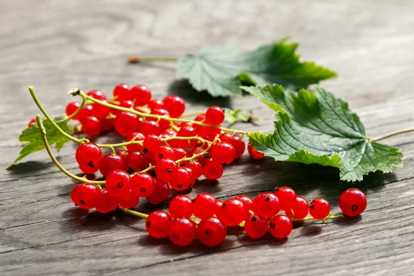 Rote Johannisbeeren — Stockfoto