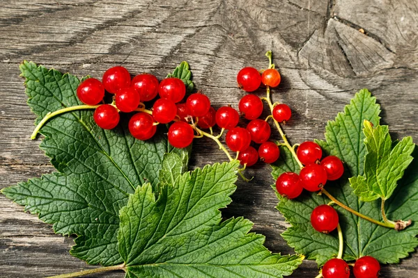 Red currant berries — Stock Photo, Image