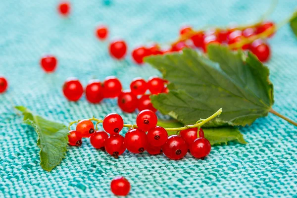 Ribes rosso sul tavolo — Foto Stock