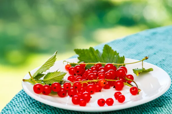 Ribes rosso sul piatto — Foto Stock