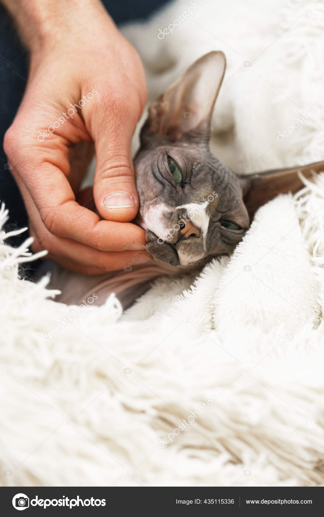 Tembel Kedi Evde Battaniyenin Altında Yatıyor — Stok Foto © AY_PHOTO