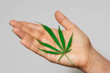 Gri arka planda yeşil kenevir yaprağı olan bir kadın el.