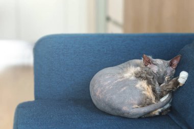 Kanepede uyuyan tembel, tatlı sfenks kedisi.