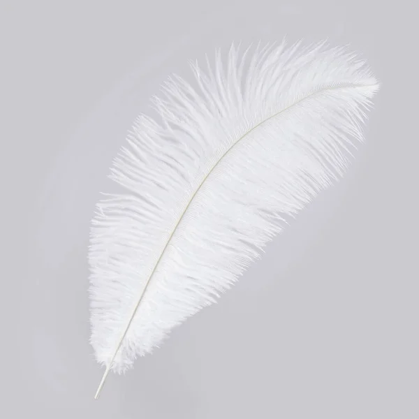 White Soft Ostrich Feather Isolated Gray Background — Stock Photo, Image