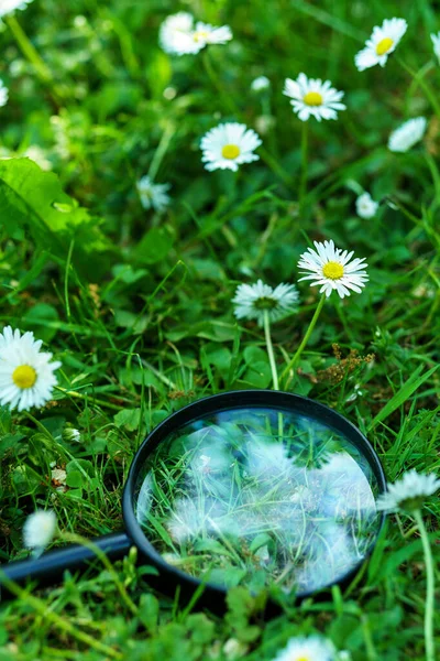 Retro Förstoringsglas Ett Gräs Med Kamomill Blommor — Stockfoto