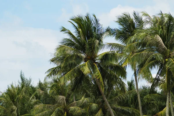 Prachtig Uitzicht Groene Palmbomen Lucht — Stockfoto