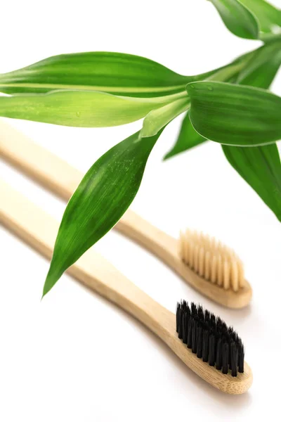 Eco Friendly Toothbrushes Bamboo Plant White Background — Stock Photo, Image