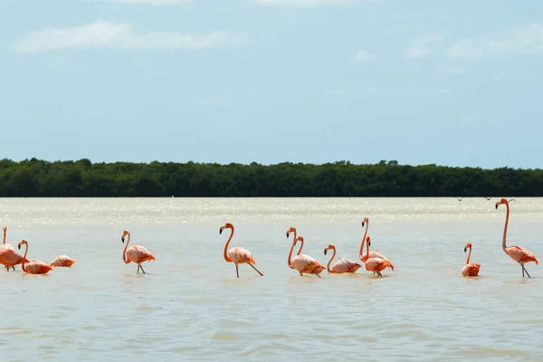 Grupa Pięknych Różowych Flamingów Celestun Meksyk — Zdjęcie stockowe