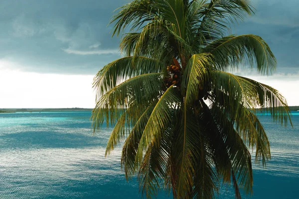 Prachtige Achtergrond Van Palmboom Turquoise Water — Stockfoto