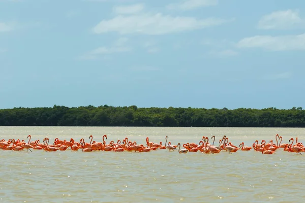 Grupa Pięknych Różowych Flamingów Celestun Meksyk — Zdjęcie stockowe
