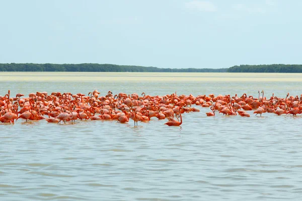 Grupa Pięknych Różowych Flamingów Celestun Meksyk — Zdjęcie stockowe