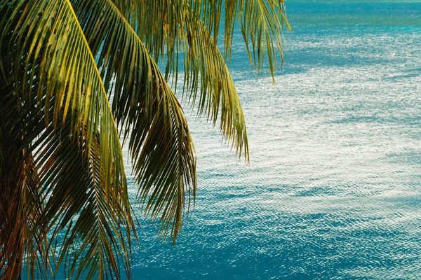 Beautiful background of  the palm tree and turquoise water