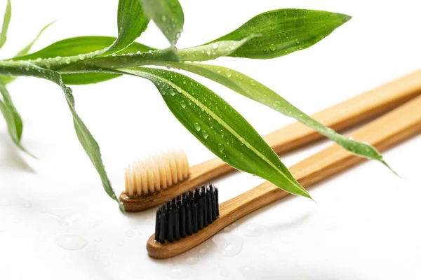 Beyaz Arka Planda Çevre Dostu Diş Fırçaları Bambu Bitkileri — Stok fotoğraf