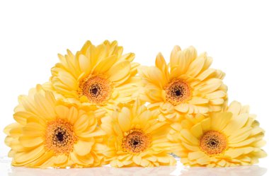 Sarı gerbera çiçek