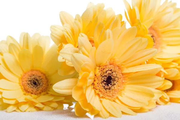 Gerbera jaune fleur — Photo