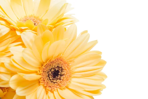 Flor amarilla de gerberas —  Fotos de Stock