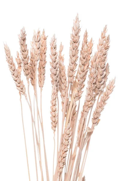 Ears of wheat or rye — Stock Photo, Image